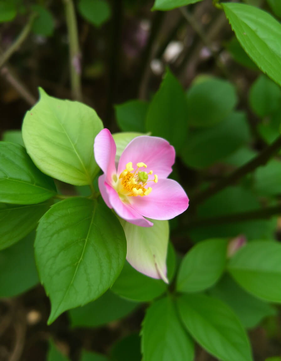 Close-up pink flower, green foliage, delicacy of the moment