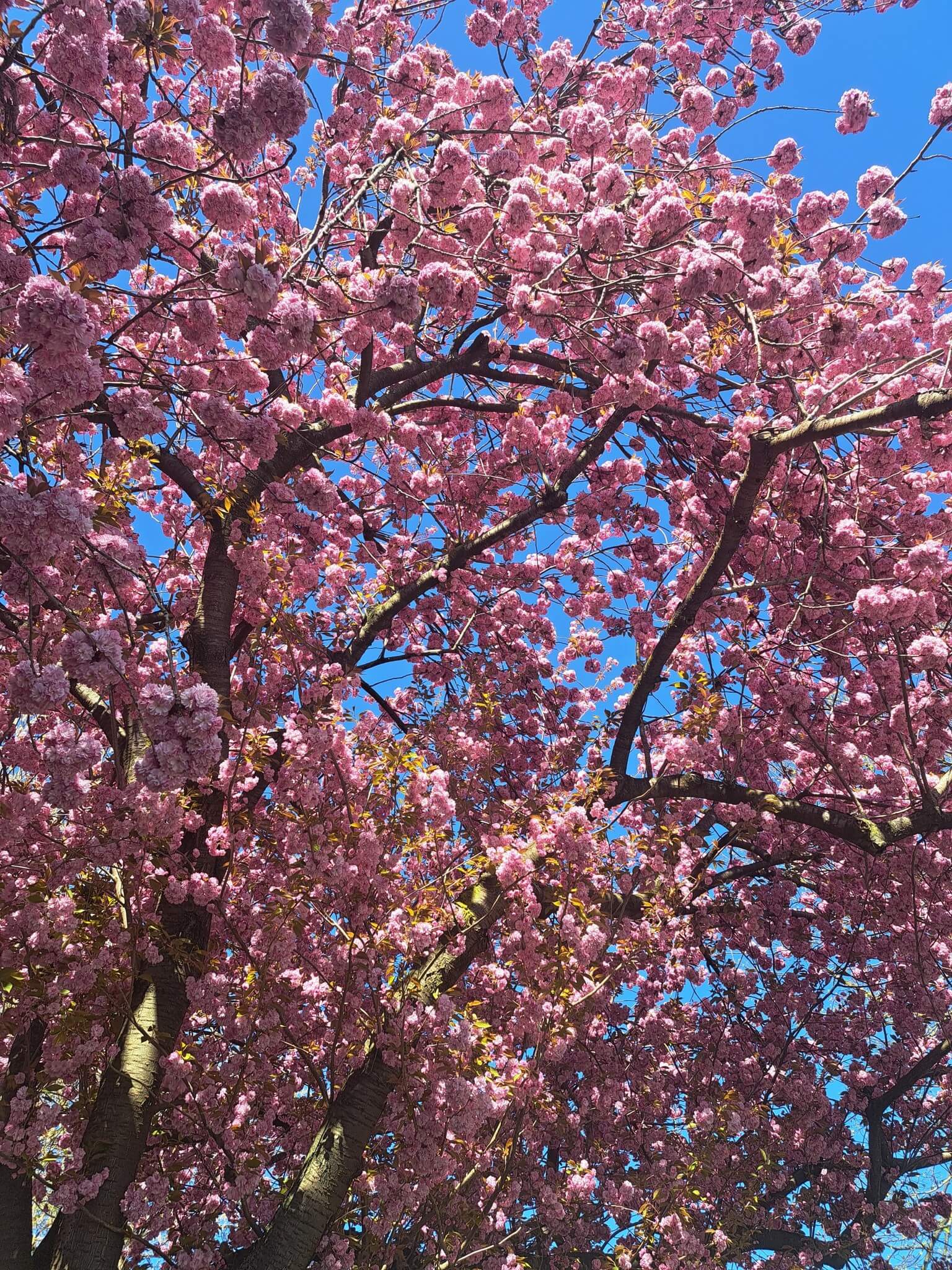 Cherry tree in full bloom